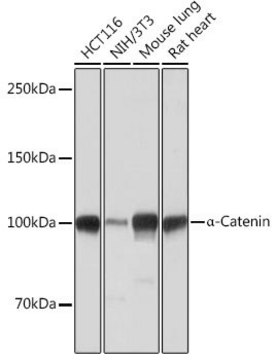 Anti- &#945;-Catenin antibody produced in rabbit