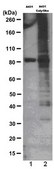 Anti-phospho-Threonine Antibody, clone 20H6.1 clone 20H6.1, from mouse
