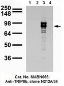 Anti-TRIP8b Antibody, clone N212A/34 clone N212A/34, from mouse
