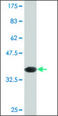 Monoclonal Anti-INPPL1, (C-terminal) antibody produced in mouse clone 10G6, purified immunoglobulin, buffered aqueous solution