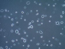 LbetaT2 Mouse Pituitary Gonadotrope Cell Line
