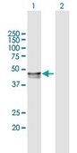 Anti-PPM1A antibody produced in mouse purified immunoglobulin, buffered aqueous solution