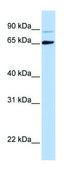 Anti-DGCR8 antibody produced in rabbit affinity isolated antibody