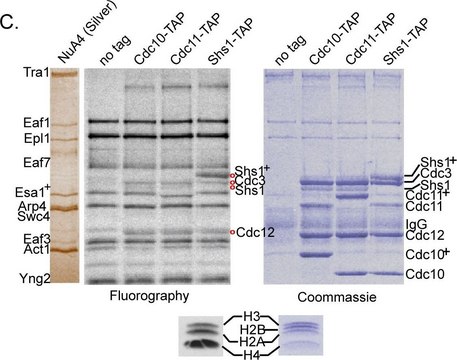 IgG, Rabbit Rabbit IgG Polyclonal Antibody validated for use in ELISA.