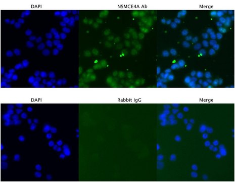 Anti-NSMCE4A (C-terminal) antibody produced in rabbit affinity isolated antibody