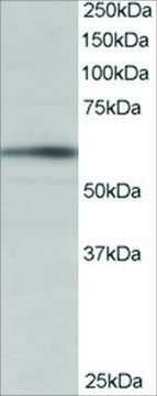 Anti-BAIAP2 (Isoform 1) antibody produced in goat affinity isolated antibody, buffered aqueous solution