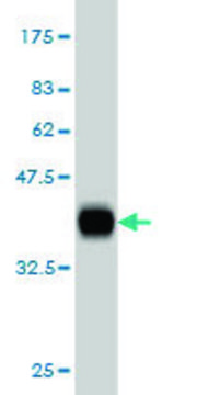 ANTI-KIT antibody produced in mouse clone 2C3, purified immunoglobulin, buffered aqueous solution