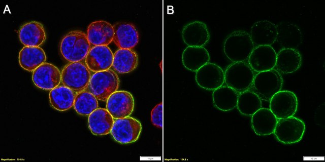 Anti-TIM-3 Antibody, clone RMT3-23 ZooMAb&#174; Rat Monoclonal recombinant, expressed in HEK 293 cells