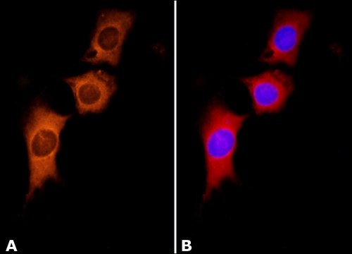 Anti-Cortactin (KE-20) antibody produced in rabbit IgG fraction of antiserum, buffered aqueous solution