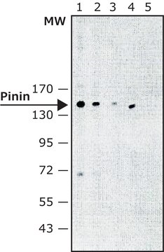 Monoclonal Anti-Pinin antibody produced in mouse ~1.5&#160;mg/mL, clone 5F1, purified immunoglobulin, buffered aqueous solution