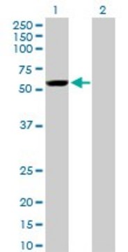 Monoclonal Anti-YES1 antibody produced in mouse clone 2F4, purified immunoglobulin, buffered aqueous solution