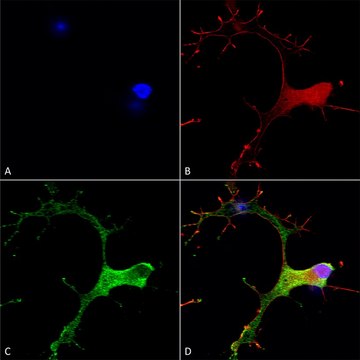 Monoclonal Anti-Cav3.1 antibody produced in mouse clone S178A-9, purified immunoglobulin