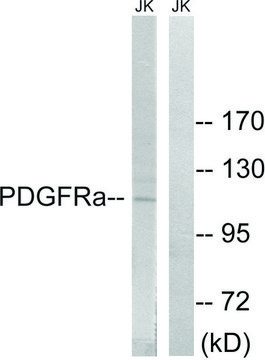 Anti-PDGFRA antibody produced in rabbit affinity isolated antibody