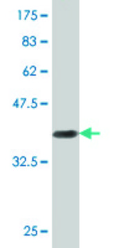 Monoclonal Anti-RIN2, (C-terminal) antibody produced in mouse clone 1E6, purified immunoglobulin, buffered aqueous solution