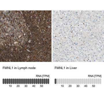 Anti-FMNL1 antibody produced in rabbit Prestige Antibodies&#174; Powered by Atlas Antibodies, affinity isolated antibody, buffered aqueous glycerol solution