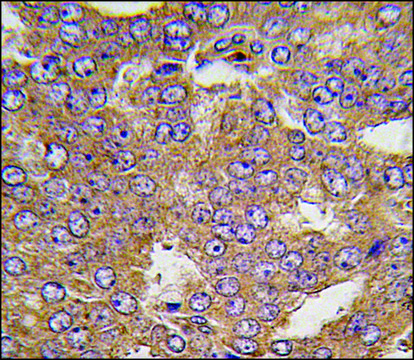 Anti-NARS2 (C-term) antibody produced in rabbit saturated ammonium sulfate (SAS) precipitated, buffered aqueous solution