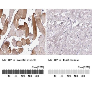 Anti-MYLK2 antibody produced in rabbit Prestige Antibodies&#174; Powered by Atlas Antibodies, affinity isolated antibody, buffered aqueous glycerol solution