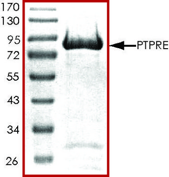 PTPRE, active, GST tagged human recombinant, expressed in baculovirus infected Sf9 cells, &#8805;70% (SDS-PAGE), buffered aqueous glycerol solution