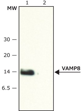 Anti-VAMP-8 (N-terminal) 兔抗 ~1.5&#160;mg/mL, affinity isolated antibody, buffered aqueous solution