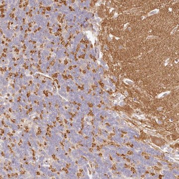 Anti-SYNGR1 antibody produced in rabbit Prestige Antibodies&#174; Powered by Atlas Antibodies, affinity isolated antibody, buffered aqueous glycerol solution