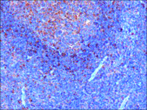 Anti-GRB2 antibody produced in goat affinity isolated antibody, buffered aqueous solution