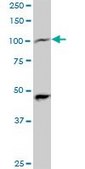ANTI-PPARGC1A antibody produced in mouse clone 2F9, purified immunoglobulin, buffered aqueous solution