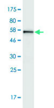 Monoclonal Anti-TOMM34 antibody produced in mouse clone 1D2, purified immunoglobulin, buffered aqueous solution