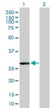 Anti-CLIC2 antibody produced in mouse purified immunoglobulin, buffered aqueous solution