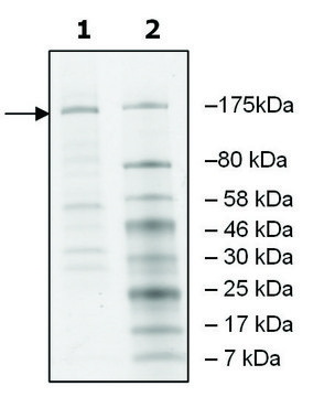 JMJD1A human recombinant, expressed in baculovirus infected Sf9 cells, &#8805;40% (SDS-PAGE)