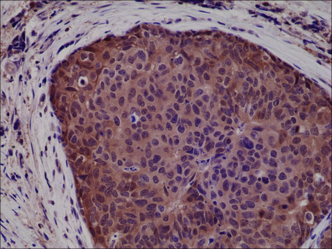 Anti-p38 MAPK antibody, Rabbit monoclonal recombinant, expressed in HEK 293 cells, clone RM245, purified immunoglobulin