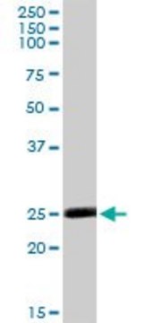 Anti-MSRA antibody produced in rabbit purified immunoglobulin, buffered aqueous solution