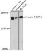 Anti-Exportin 5 (XPO5) Antibody, clone 3Q8E6, Rabbit Monoclonal
