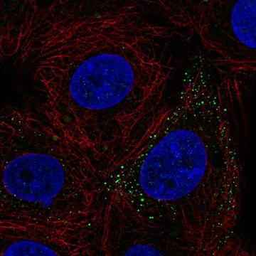 Anti-FERMT3 antibody produced in rabbit Prestige Antibodies&#174; Powered by Atlas Antibodies, affinity isolated antibody