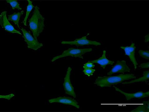 Anti-FAM60A antibody produced in mouse purified immunoglobulin, buffered aqueous solution