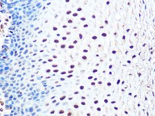 Anti-THOC4/ALYREF antibody produced in rabbit