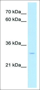 Anti-NR5A2 (AB2) antibody produced in rabbit affinity isolated antibody