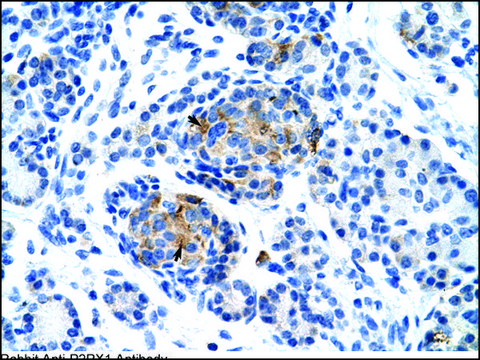 Anti-P2RX1 antibody produced in rabbit IgG fraction of antiserum