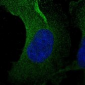 Anti-ASNS antibody produced in rabbit Prestige Antibodies® Powered by Atlas Antibodies, affinity isolated antibody