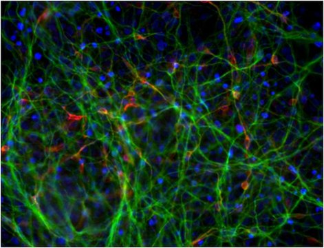 Dopaminergic Differentiation Growth Factor Sampler This Dopaminergic Differentiation Growth Factor Sampler contains five validated growth factors used to induce differentiation of human pluripotent Embryonic stem (ES) &amp; induced pluripotent Stem (iPS) cells to dopaminergic neurons.