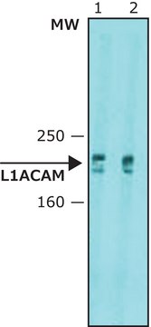 抗-L1CAM 抗体，小鼠单克隆 clone UJ127.11, purified from hybridoma cell culture