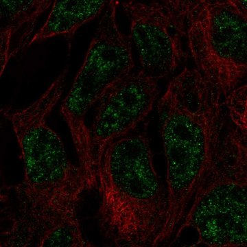 Anti-DNMT3L antibody produced in rabbit Prestige Antibodies&#174; Powered by Atlas Antibodies, affinity isolated antibody