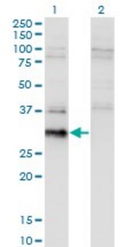 Monoclonal Anti-BCL7B antibody produced in mouse clone 4G1, purified immunoglobulin, buffered aqueous solution