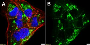 Anti-ZO-1 Antibody, clone 5G6.1 ZooMAb® Mouse Monoclonal recombinant, expressed in HEK 293 cells