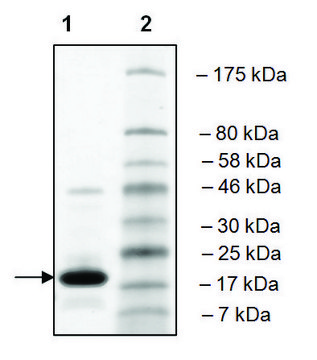 SMARCA2 (1375-1511) human recombinant, expressed in E. coli, &#8805;90% (SDS-PAGE)