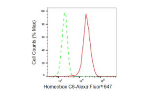 Anti Homeobox C6 Antibody, clone 23GB6315, Rabbit Monoclonal clone 23GB6315, recombinant rabbit monoclonal, expressed in HEK293 cells