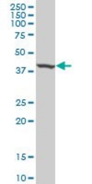 Monoclonal Anti-SEPT3 antibody produced in mouse clone 1F6, purified immunoglobulin, buffered aqueous solution