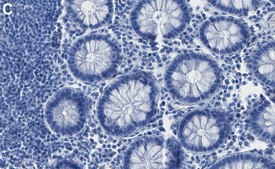 Anti-IRAK-1 Antibody, clone 3B12 ZooMAb® Rabbit Monoclonal recombinant, expressed in HEK 293 cells