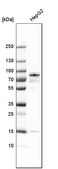 Anti-PNN antibody produced in rabbit Prestige Antibodies® Powered by Atlas Antibodies, affinity isolated antibody, buffered aqueous glycerol solution
