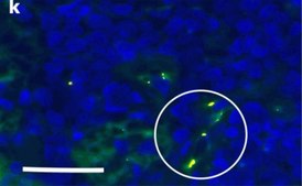 Anti-CCR3 antibody produced in rabbit affinity isolated antibody
