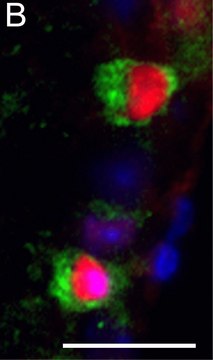 Anti-Brn-3a Antibody, POU-domain protein, clone 5A3.2 culture supernatant, clone 5A3.2, Chemicon&#174;